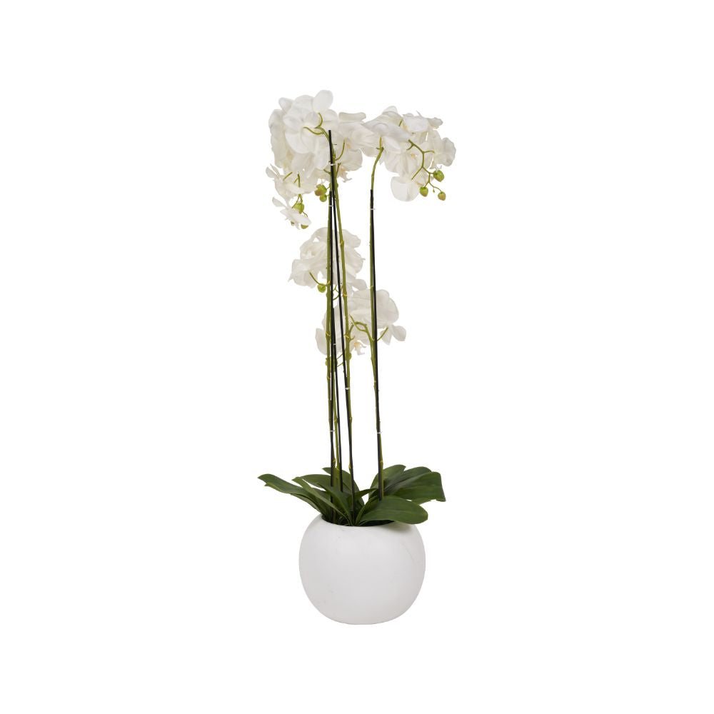 Tall White Orchid in Pot