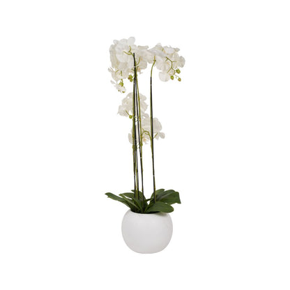 Tall White Orchid in Pot