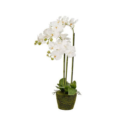 Medium White Orchid in Moss Pot