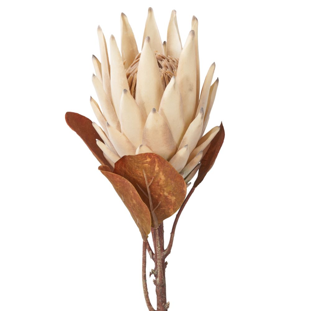 Natural Apricot Protea Pack of 6