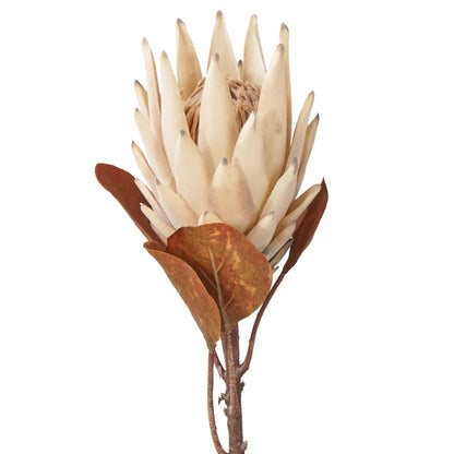 Natural Apricot Protea Pack of 6