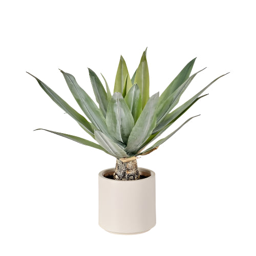 Agave Plant in Pot