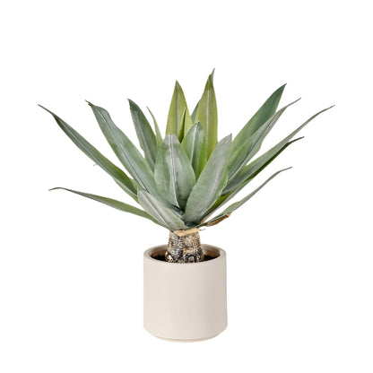 Agave Plant in Pot