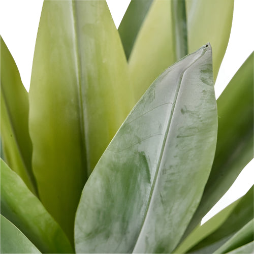 Agave Plant in Pot