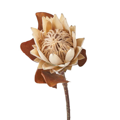 Natural Apricot Protea Pack of 6