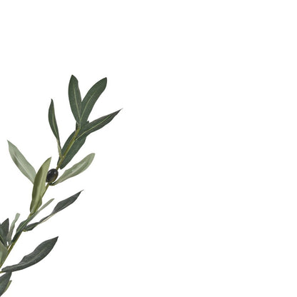 Medium Olive Tree in Pot