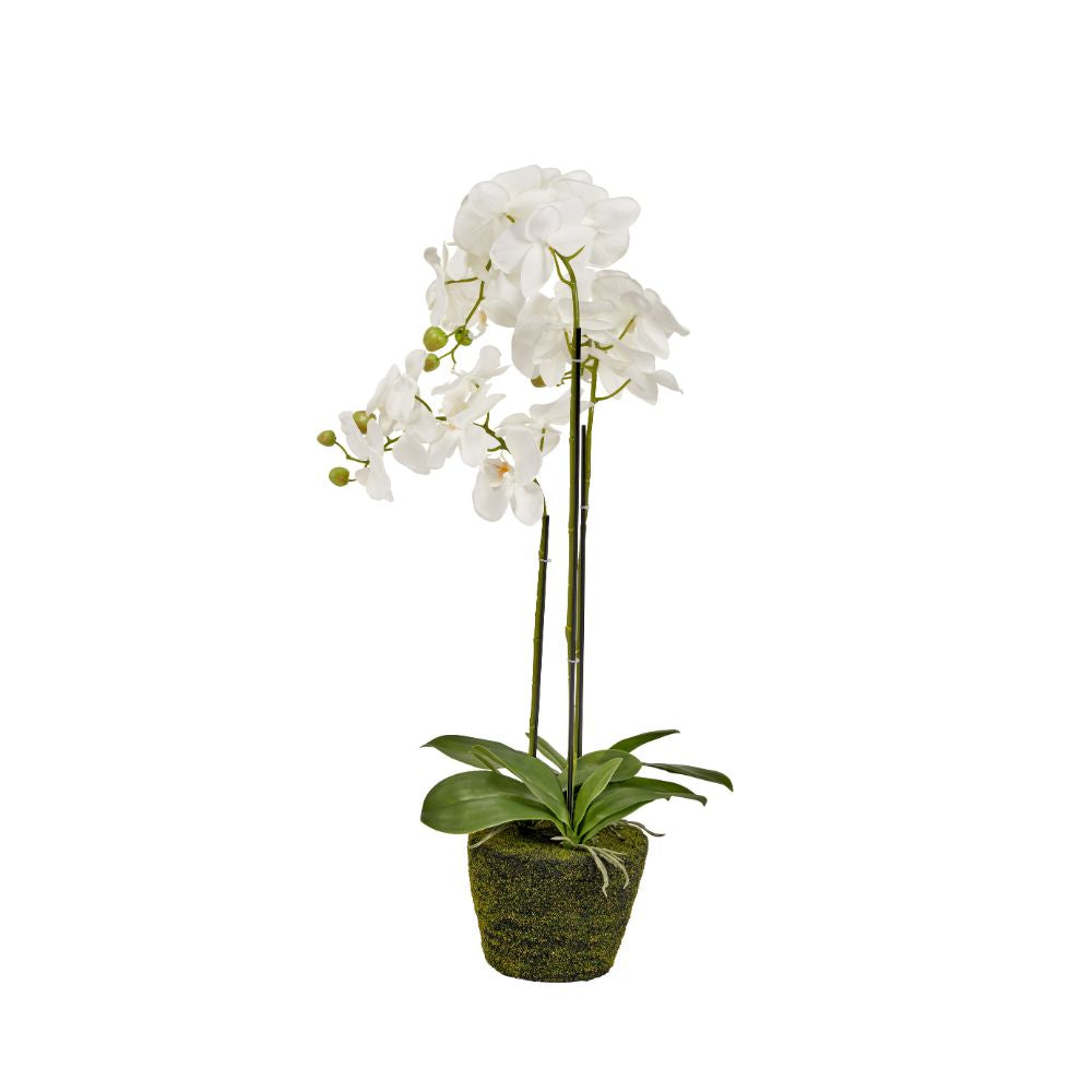 Medium White Orchid in Moss Pot