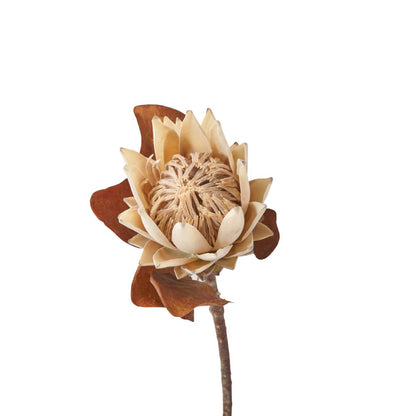Natural Apricot Dried Flower Bunch