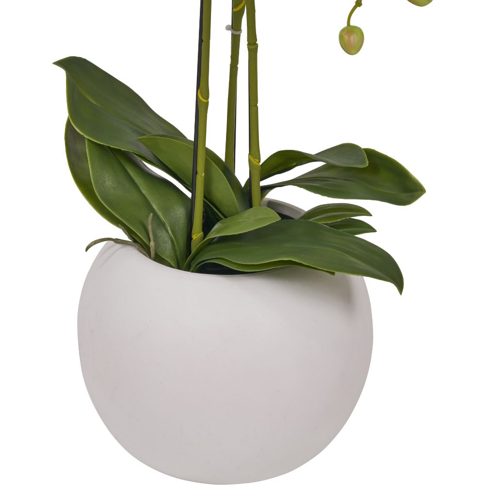 Medium White Orchid in Pot