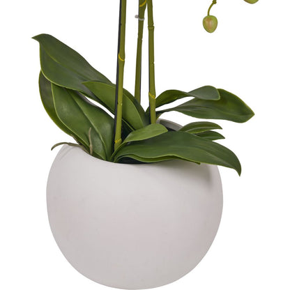 Medium White Orchid in Pot