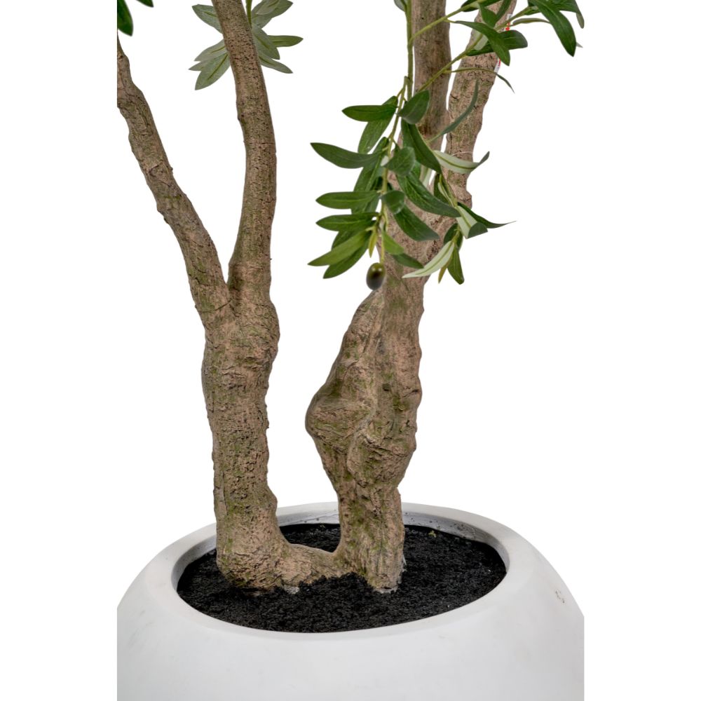 Extra Large Olive Tree in Pot