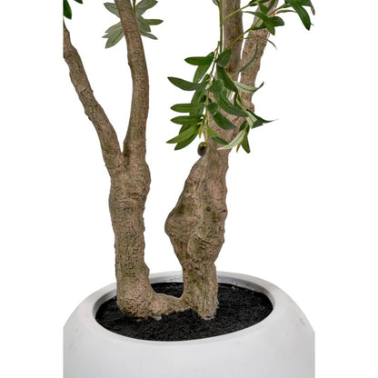 Extra Large Olive Tree in Pot