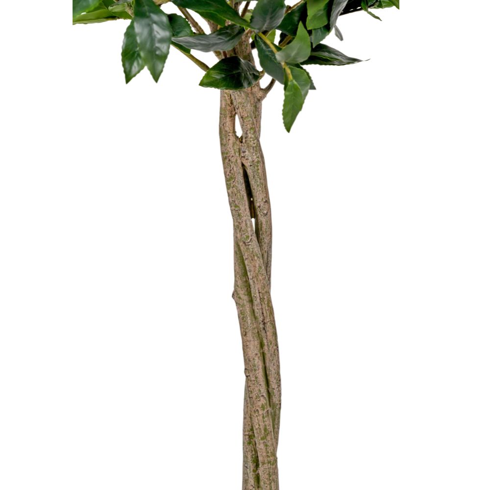 Medium Bay Tree in Pot