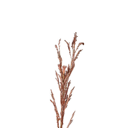 Mulberry Brown Autumn Leaf Pack of 6