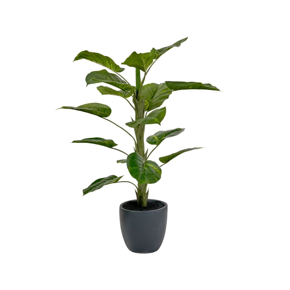 Elephant Ear Plant in Pot