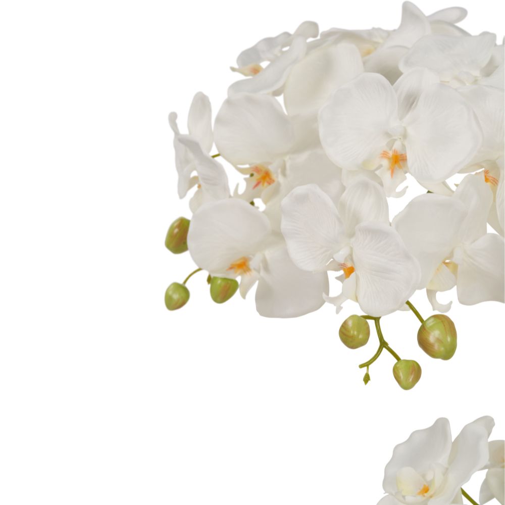 Medium White Orchid in Moss Pot