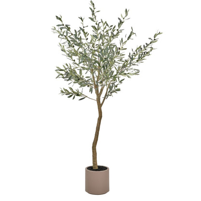 Large Olive Tree in Pot