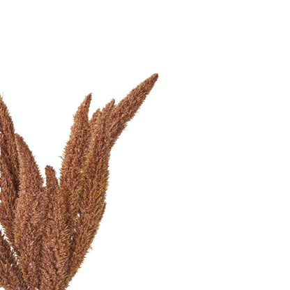 Mulberry Brown Foxtail Hand-Tied 3 Stem Bundle Pack of 6