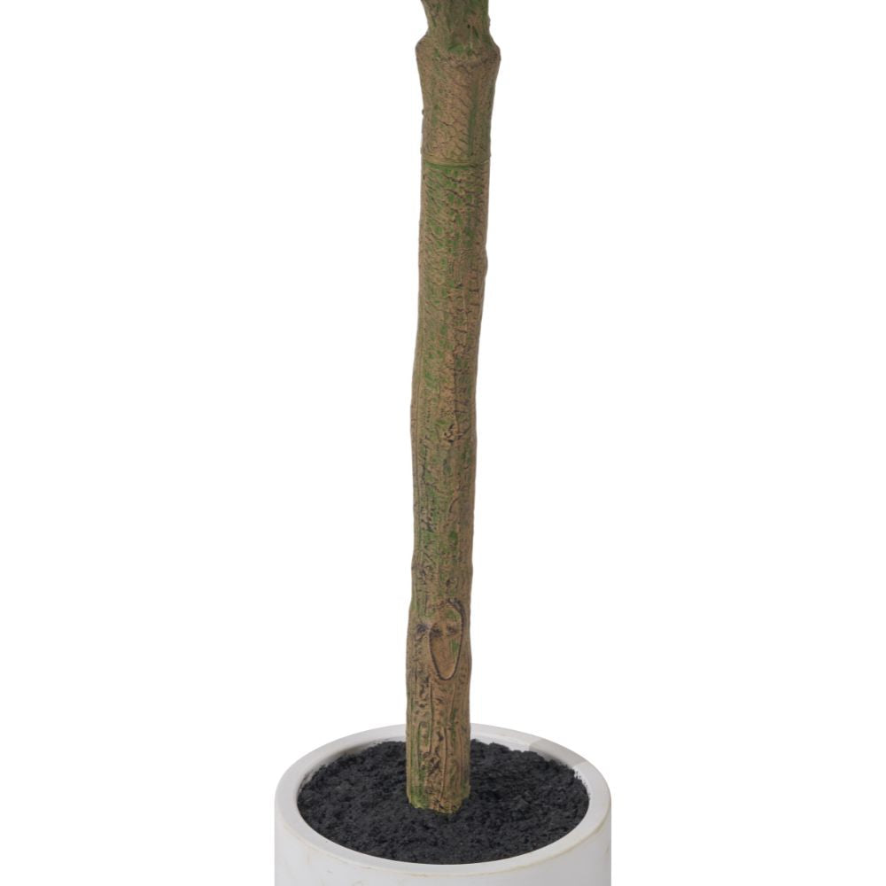 Medium Olive Tree in Pot