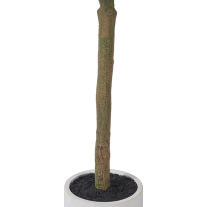 Medium Olive Tree in Pot